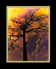 A single tree enshrined in radiance thumbnail
